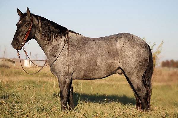 beginner-percheron-horse