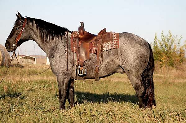 driving-percheron-horse