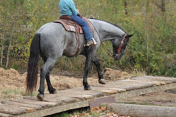 flashy-percheron-horse