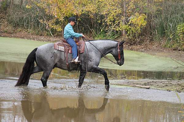 kid-safe-percheron-horse