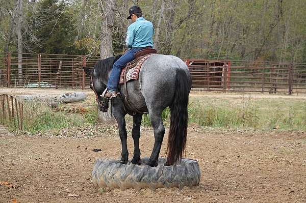 parade-percheron-horse