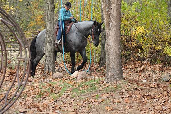 performance-percheron-horse