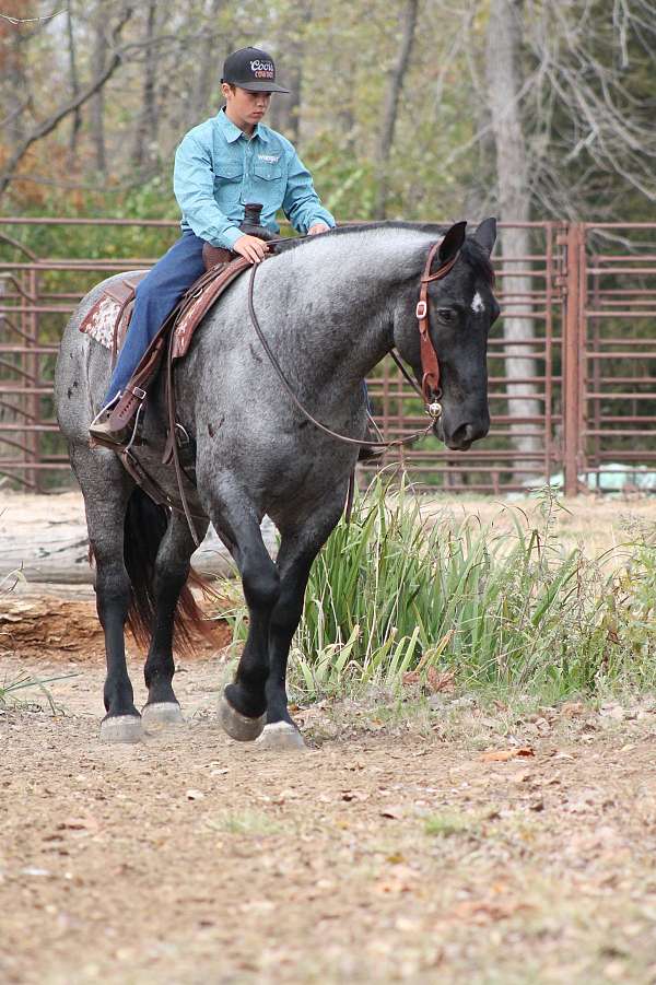 ranch-work-percheron-horse