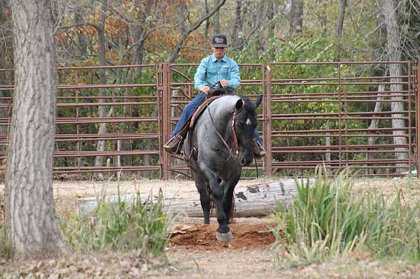 team-driving-percheron-horse