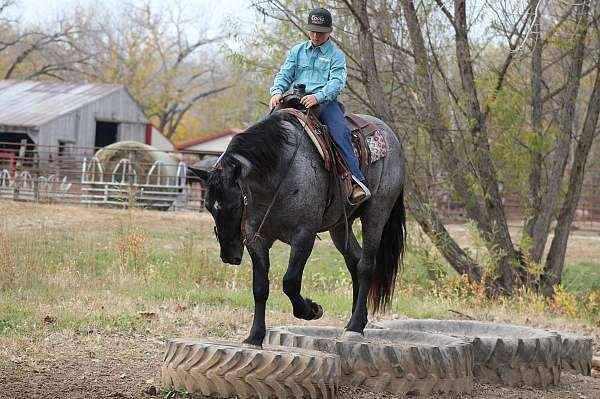 trail-riding-percheron-horse