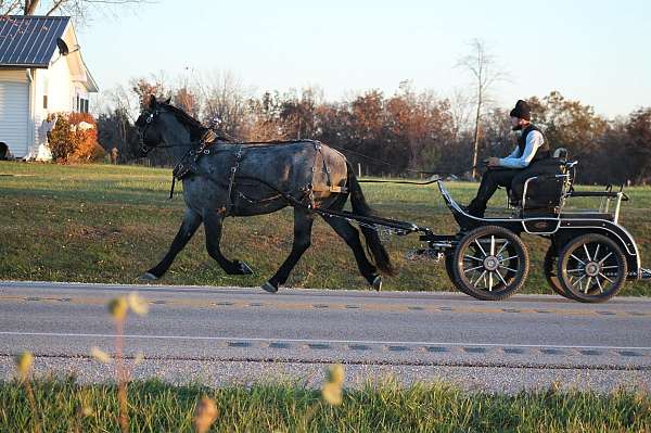 western-riding-percheron-horse