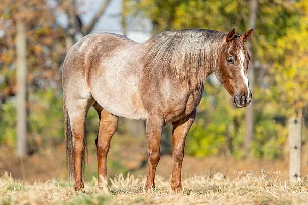 flashy-quarter-horse