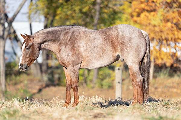 ranch-versatility-quarter-horse