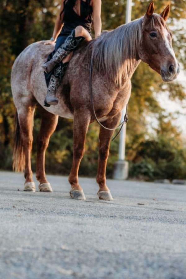 ranch-work-quarter-horse