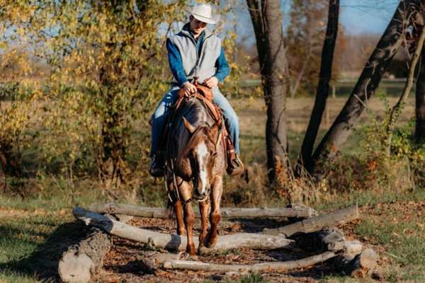 show-quarter-horse