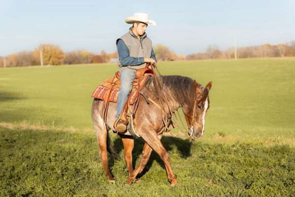 team-penning-quarter-horse