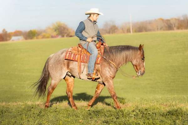 western-riding-quarter-horse