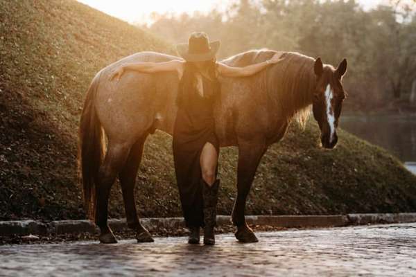 working-cow-quarter-horse