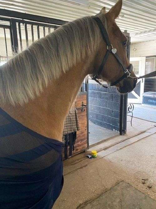 american-quarter-palomino-horse