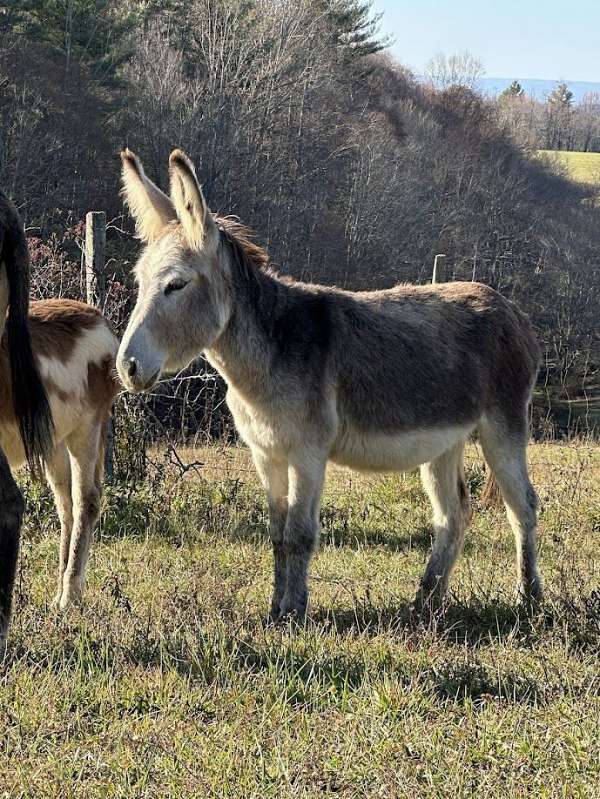 roan-donkey-filly