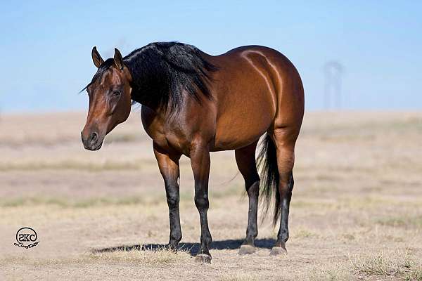 athletic-quarter-horse