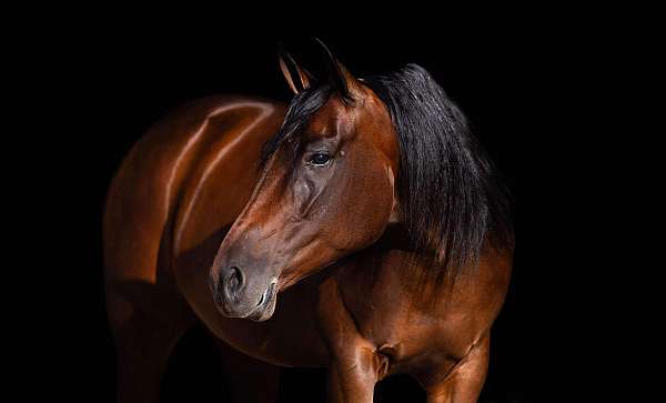 calf-roping-quarter-horse