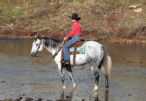 athletic-quarter-horse