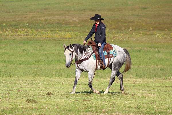 flashy-quarter-horse