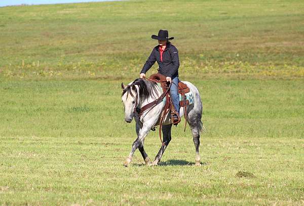 kid-safe-quarter-horse