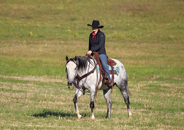 performance-quarter-horse