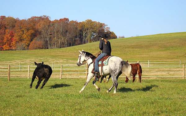 ranch-work-quarter-horse