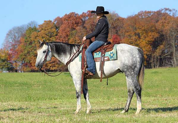 roping-quarter-horse