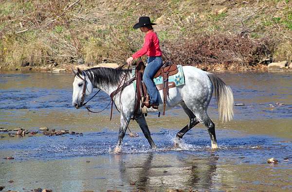 show-quarter-horse