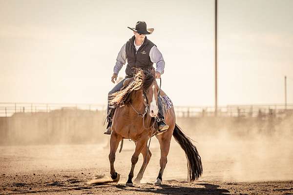 ranch-versatility-quarter-horse