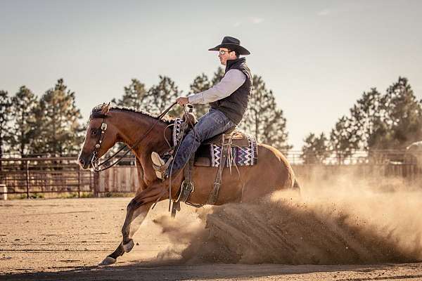 reined-cow-quarter-horse