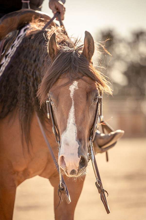 roping-quarter-horse