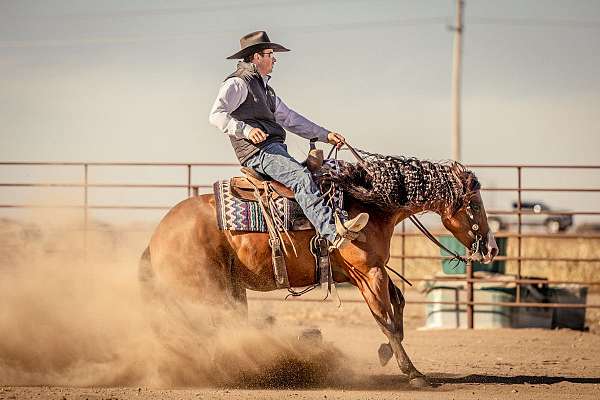 trail-riding-quarter-horse