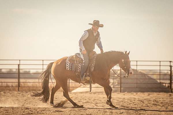 working-cow-quarter-horse