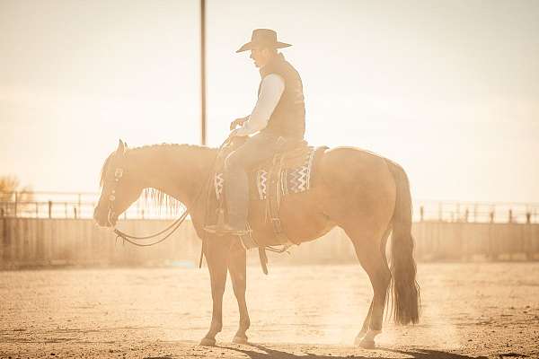 working-cattle-quarter-horse