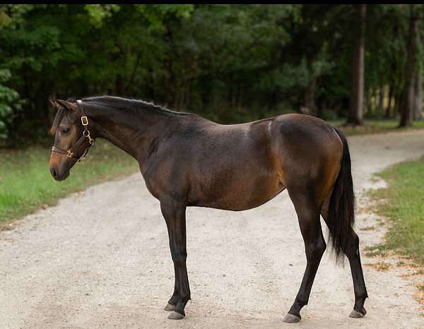 show-sport-filly-yearling