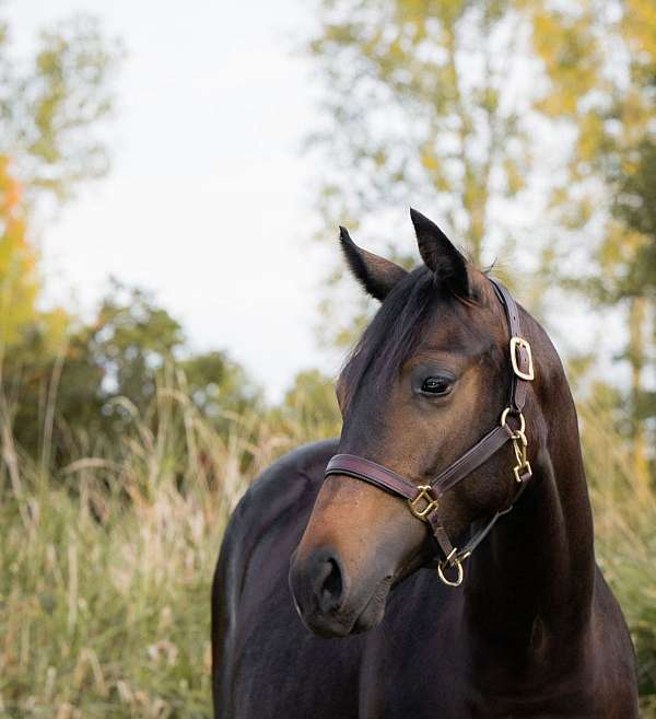 welsh-pony-for-sale