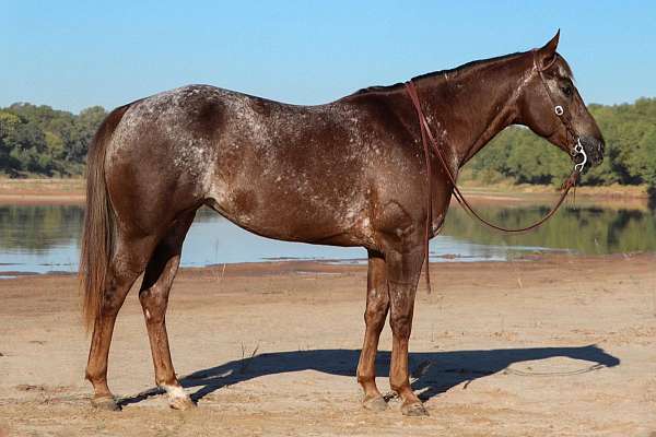 flashy-appaloosa-horse