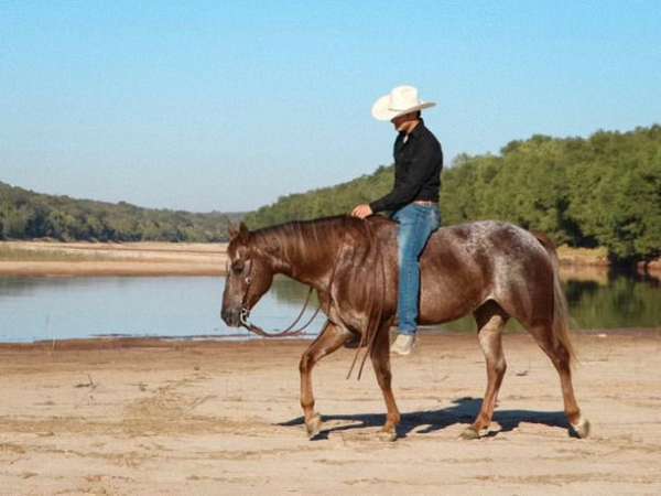 husband-safe-appaloosa-horse