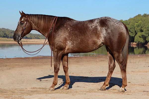 performance-appaloosa-horse