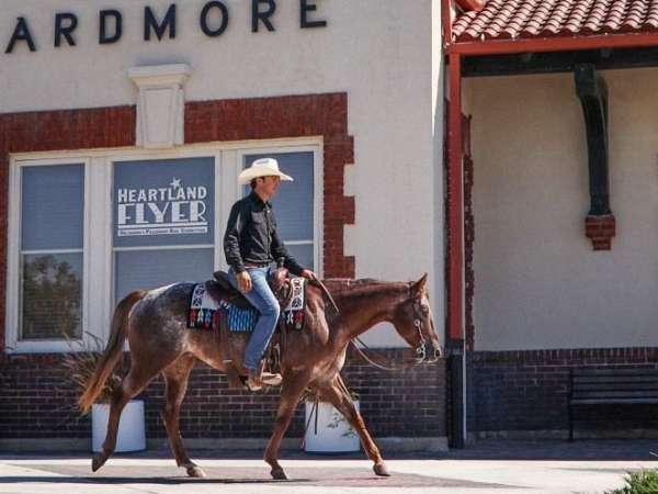 ridden-western-appaloosa-horse