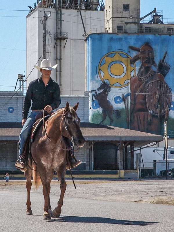 show-appaloosa-horse