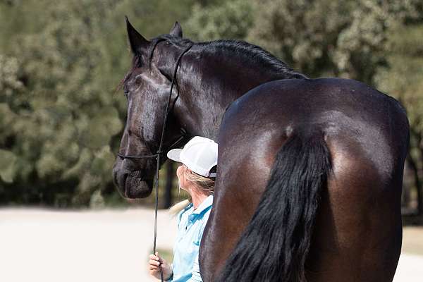 athletic-percheron-horse