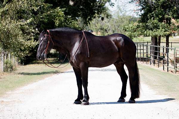 driving-percheron-horse