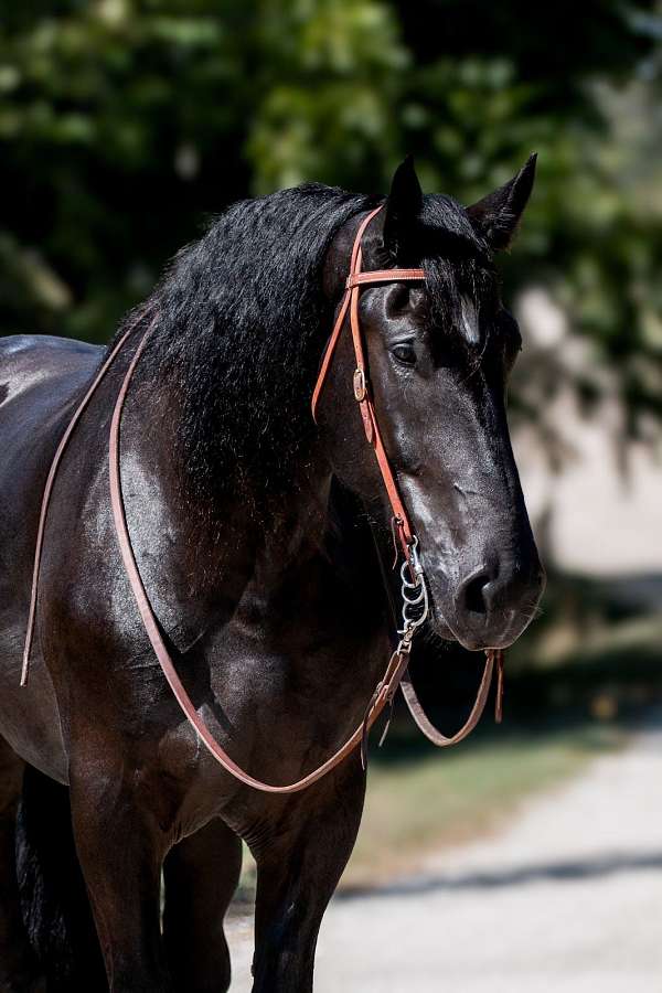 flashy-percheron-horse