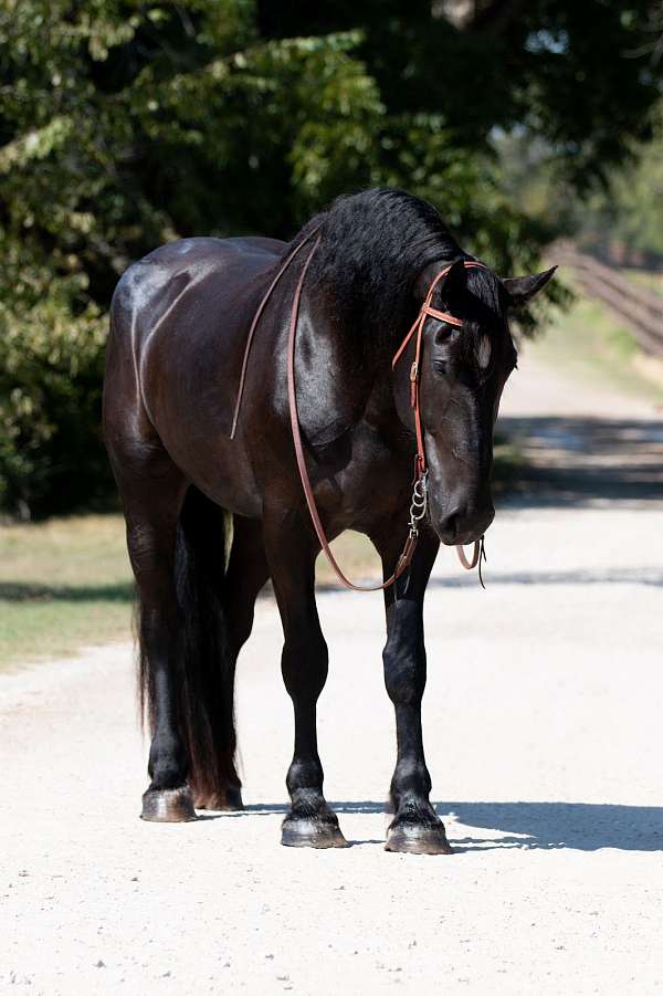 husband-safe-percheron-horse