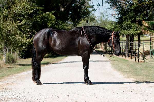 parade-percheron-horse