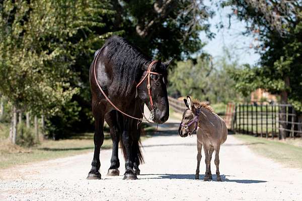 performance-percheron-horse