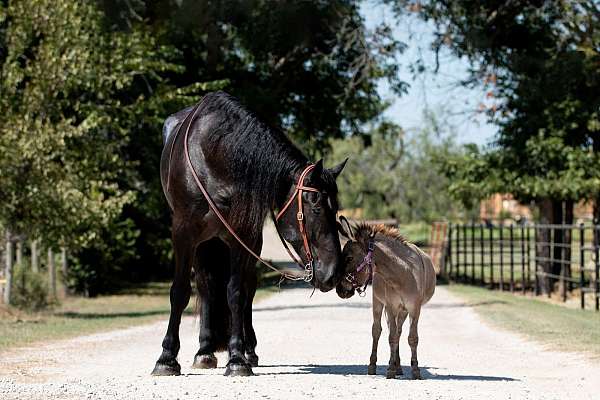 ranch-work-percheron-horse