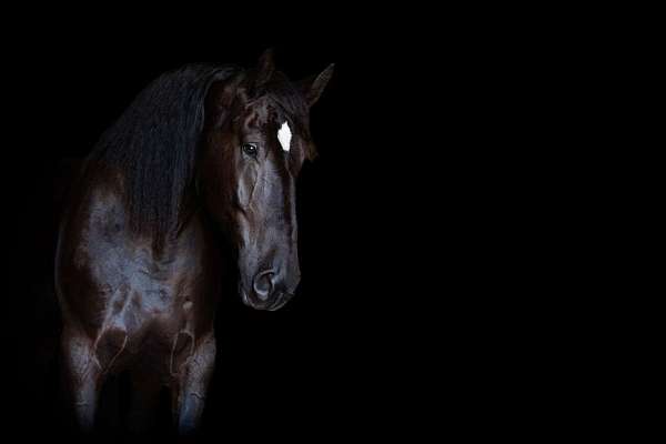 show-winner-percheron-horse