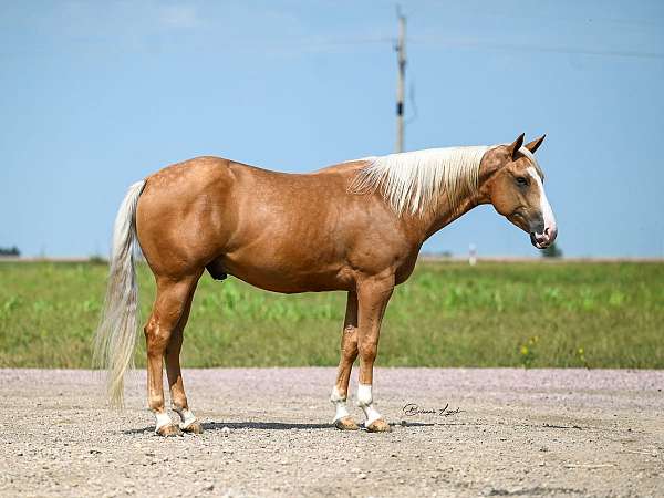 athletic-quarter-horse